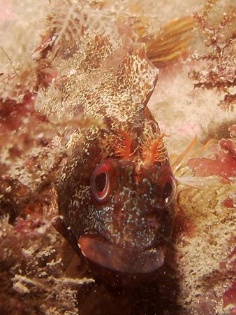 Tompot Blenny with star allures. It chased of hermites an... by Bas De Ridder 