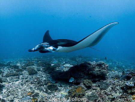 Sorcery

Manta Ray - Mobula alfredi

Manta Point, Bal... by Stefan Follows 