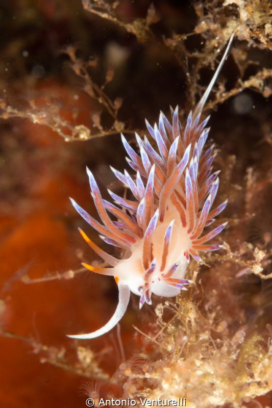 orange nudibranch Cratena peregrina shotted in the Medite... by Antonio Venturelli 