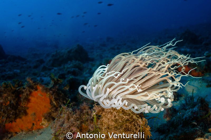 Cerianthus Membranaceus 
(Canon zoom 10-22@20,1/125,f/9,... by Antonio Venturelli 
