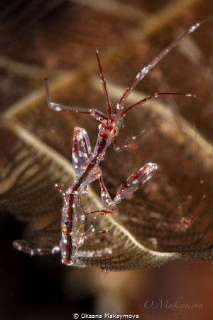 Red-Strip Skeleton shrimp  (Protella similis) by Oksana Maksymova 
