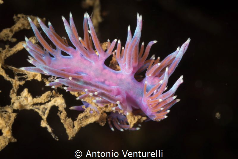 Flabellina violet nudibranch 
(Canon macro60mm,1/200,f/2... by Antonio Venturelli 