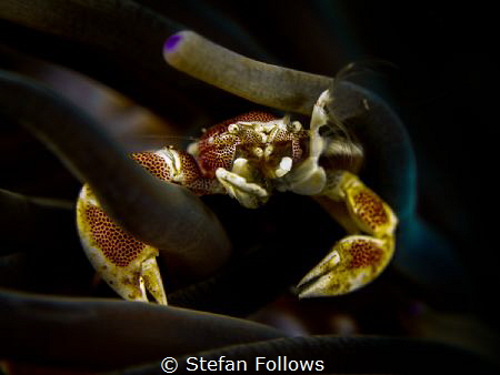 Keep me hangin' on

Anemone Porcelain Crab - Neopetroli... by Stefan Follows 