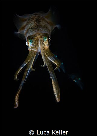 A family of squids captured during a night dive. 
Slight... by Luca Keller 