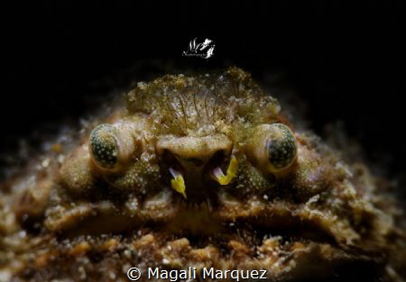 Grumpy old man 😁
Crab with Retra snoot 
(Calappa gallu... by Magali Marquez 