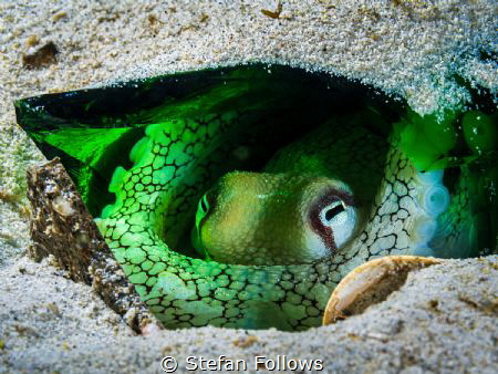 Green Lantern

Coconut Octopus - Amphioctopus marginatu... by Stefan Follows 