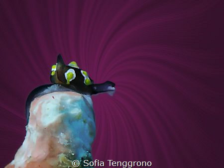 Colpodaspis thompsoni, size: 3mm by Sofia Tenggrono 