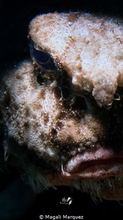 Portrait Shortnose Batfish (Ogcocephalus nasutus)
Nikon ... by Magali Marquez 