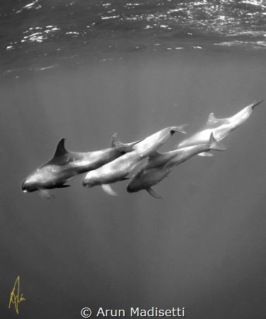 False killer whales by Arun Madisetti 
