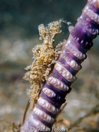 Extreme Possibilities

Sea Pen Shrimp - Latreutes sp. 
... by Stefan Follows 