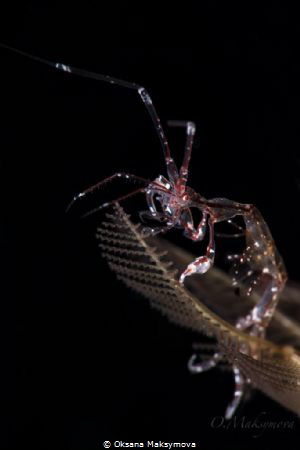 Red-Strip Skeleton shrimp  (Protella similis) by Oksana Maksymova 