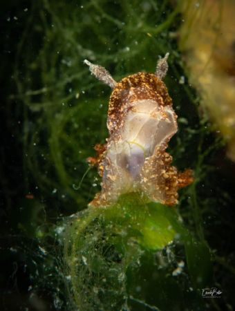 Bruine plooislak,goniodoris castanea by Eduard Bello 