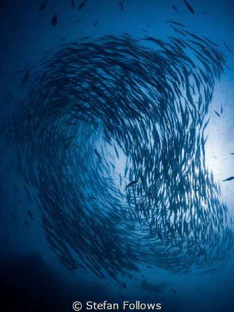 I'd like to be ...

Chevron Barracuda - Sphyraena qenie... by Stefan Follows 
