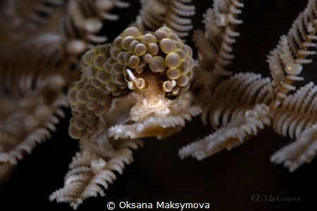 Nudibranch Doto ussi by Oksana Maksymova 