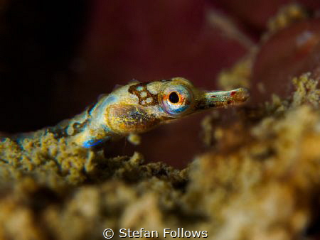 Wiggle Wiggle

Banded pipefish - Corythoichthys amplexu... by Stefan Follows 