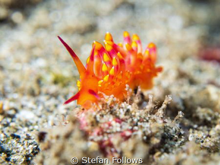 Emblazoned

Nudibranch - Trinchesia sibogae

Bali, In... by Stefan Follows 