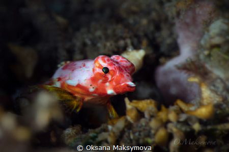 Juvenil Moyer's dragonet (Synchiropus moyeri) by Oksana Maksymova 