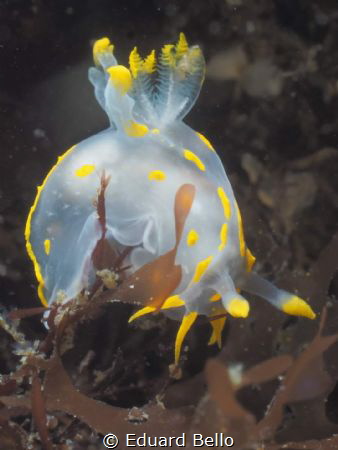 harlekijnslakje, Polycera quadrilineata by Eduard Bello 