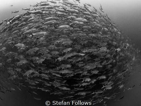 Questionable

Big Eye Trevally - Caranx sexfasciatus

... by Stefan Follows 