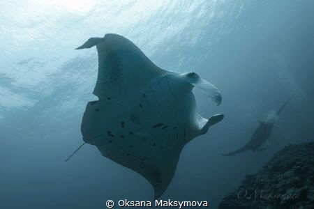 Manta Ray Cleaning Station
 by Oksana Maksymova 