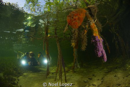 mengrove forest, gardens of the queen, cuba by Noel Lopez 