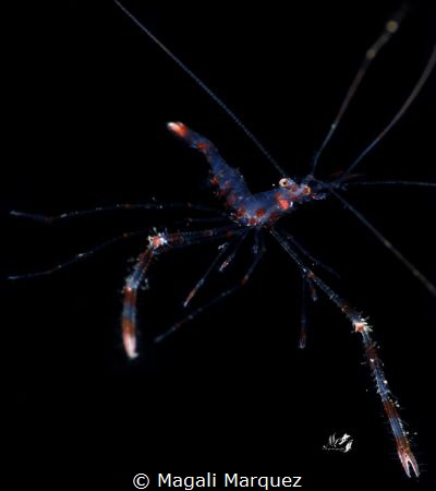 Larval banded coral shrimp (Stenopus hispidus) 
Bonfire ... by Magali Marquez 