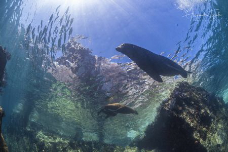 Male Sea Lion with Female and the Lobera, Los Islotes Esp... by Alejandro Topete 