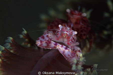 Soft Coral Porcelain Crab (Lissoporcellana nakasonei) by Oksana Maksymova 