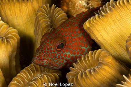 grasby resting inside a coral, Canon 5D mark 3, seam hous... by Noel Lopez 