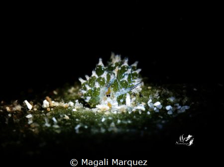 Shaun the Sheep nudibranch with Retra snoot 
Costasiella... by Magali Marquez 