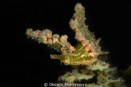 Lobiger sp. by Oksana Maksymova 