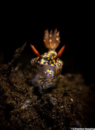 Portrait of a feeding Hypselodoris Infucata. by Luca Keller 
