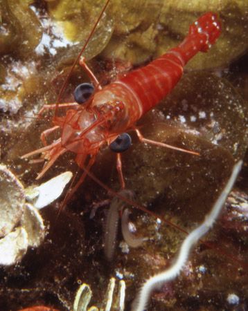 Shrimp hunting Polychaetes. Taken with Nikonos V with mac... by Jeri Curley 