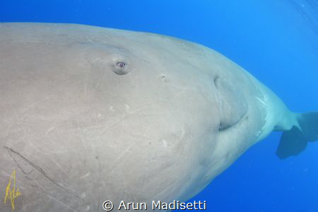 they look at you and know (image under permit) by Arun Madisetti 