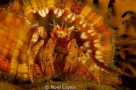 hermit crab inside a very nice conch, Canon 60D,canon len... by Noel Lopez 