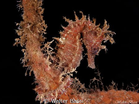 red hippocampus by Walter Bassi 