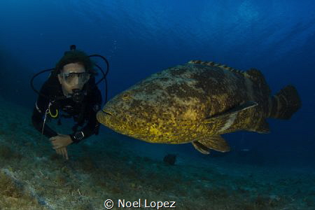 Goliath grouper with diver, Canon 60D ,tokina lens 10-17m... by Noel Lopez 