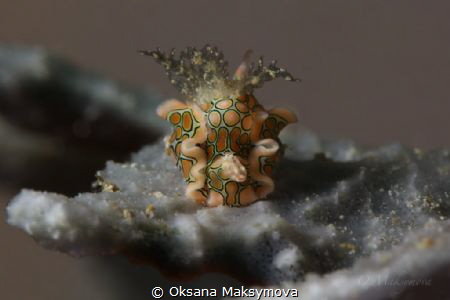 Psychedelic batwing slug (Sagaminopteron psychedelicum)
 by Oksana Maksymova 