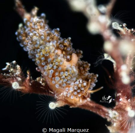 Doto sp.
Nikon D7200 
Sea&Sea YS-D2, Z330 
Nikkor 105 ... by Magali Marquez 