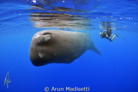 Little and large (taken under government permit) by Arun Madisetti 