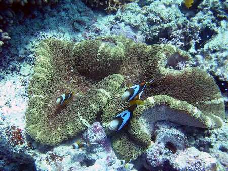 taken on john brewer reef, nikon coolpix 3100 no strobe. ... by Isaac Wall 