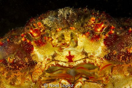 centolla crab. canon 60D, canon 60mm lens ,two ikelite su... by Noel Lopez 