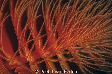 Spiral of Life. The fan of the Red fan-worm demonstrated ... by Peet J Van Eeden 