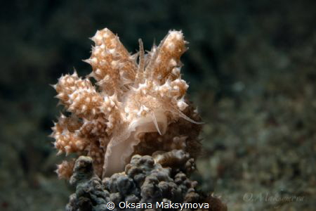 Nudibranch Phyllodesmium koehleri  by Oksana Maksymova 