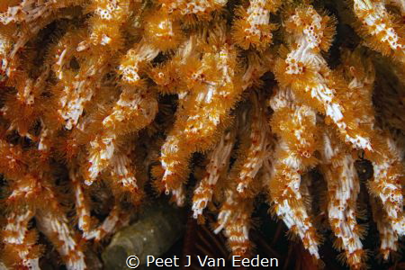 The Curtain. Filigreed coral- worms with their delicate w... by Peet J Van Eeden 