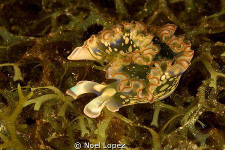 nudibranchia, canon 60D,canon 60mm, two ikeite subtrobe D... by Noel Lopez 