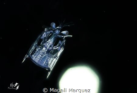 Floating in space 
Mantis Shrimp Larvae stage 
Bonfire ... by Magali Marquez 