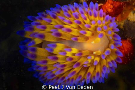 Shining Light. Colorful Gas flame Nudibranch by Peet J Van Eeden 