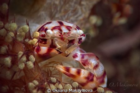 Soft Coral Porcelain Crab (Lissoporcellana nakasonei) by Oksana Maksymova 