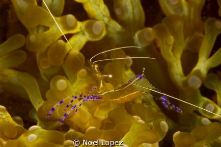 pederson shirmp on anemone, is a cleaning station. canon ... by Noel Lopez 
